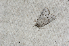 Acronicta gigasa