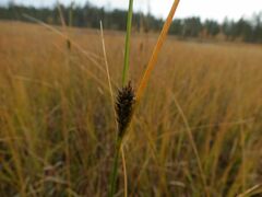 Carex lasiocarpa