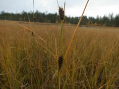 Carex lasiocarpa