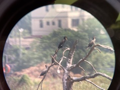 Phalacrocorax carbo sinensis
