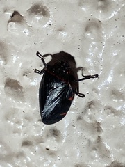 Ischnorhininae