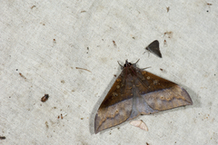 Ischyja manlia