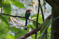 Electron platyrhynchum