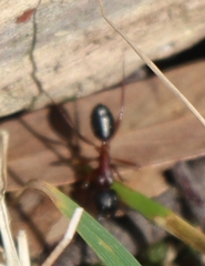 Camponotus innexus