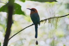 Electron platyrhynchum