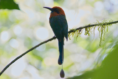 Electron platyrhynchum