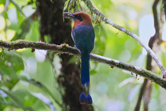 Electron platyrhynchum