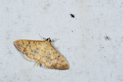 Patania balteata