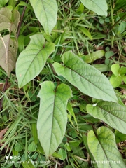 Convolvulaceae