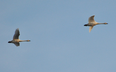 Cygnus columbianus bewickii