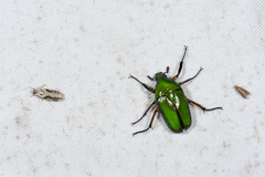 Ingrisma paralleliceps