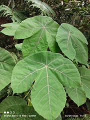 Macaranga griffithiana