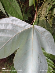 Macaranga griffithiana