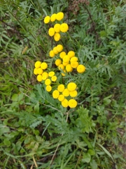 Tanacetum vulgare