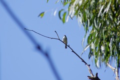 Melithreptus lunatus