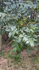 Fraxinus excelsior