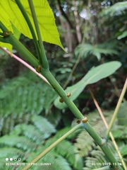 Macaranga griffithiana