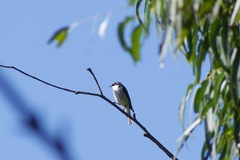 Melithreptus lunatus