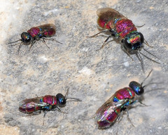 Chrysis cortii