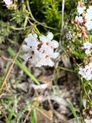 Leucopogon concurvus