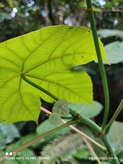 Macaranga griffithiana