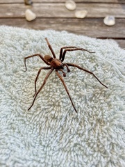 Uliodon