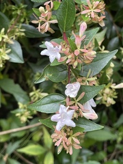 Abelia