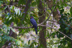 Trogon massena