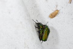 Ingrisma paralleliceps