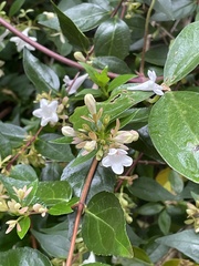 Abelia