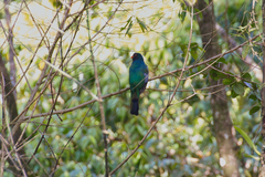 Trogon massena