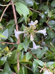 Abelia