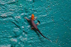 Gonatodes albogularis