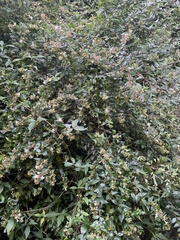 Abelia