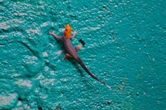 Gonatodes albogularis