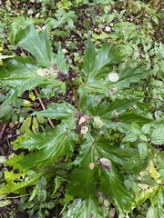 Heracleum mantegazzianum