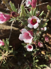 Pachypodium bispinosum
