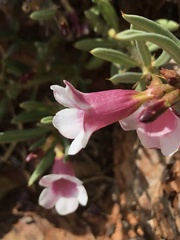 Pachypodium bispinosum