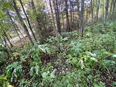 Heracleum mantegazzianum
