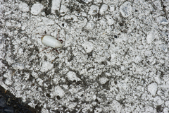 Cyphochilus insulanus