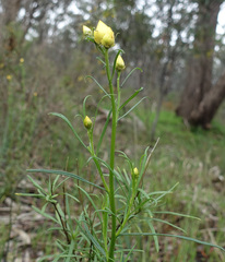 Xerochrysum viscosum