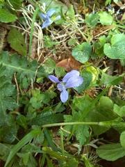 Viola canina