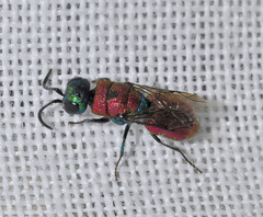 Chrysis angustifrons