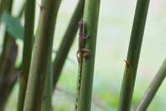 Anolis limifrons