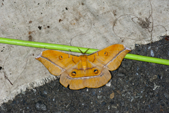 Antheraea formosana