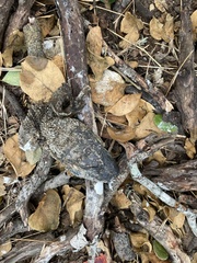 Varanus albigularis albigularis