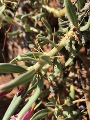 Pachypodium bispinosum