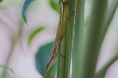 Anolis limifrons