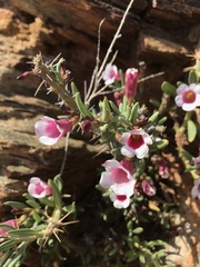 Pachypodium bispinosum