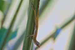 Anolis limifrons